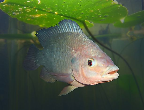 #2 Oreochromis mossambicus