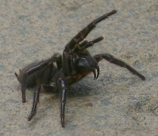 #5 Funnel-Web Tarantulas