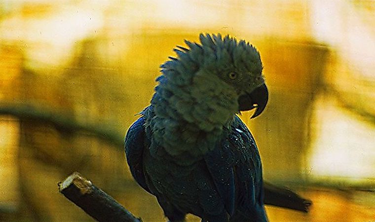 #4 Spix’s Macaw