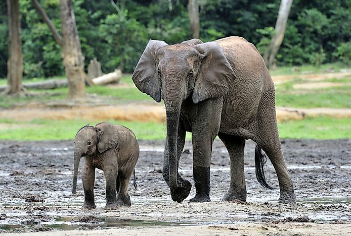 Forest elephants can be found in Nouabalé-Ndoki National Park. Forest elephants can be found in Nouabalé-Ndoki National Park.