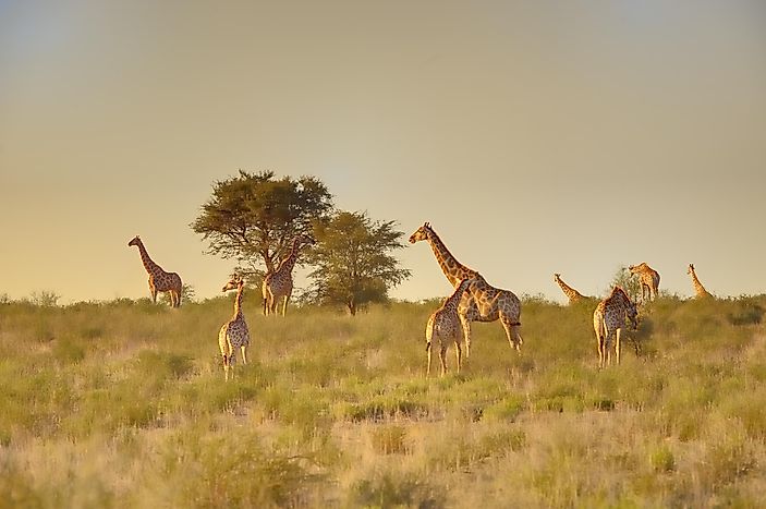 #8 Giraffe