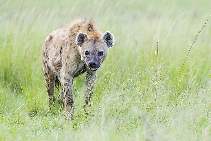 #2 Spotted Hyena (Crocuta crocuta)