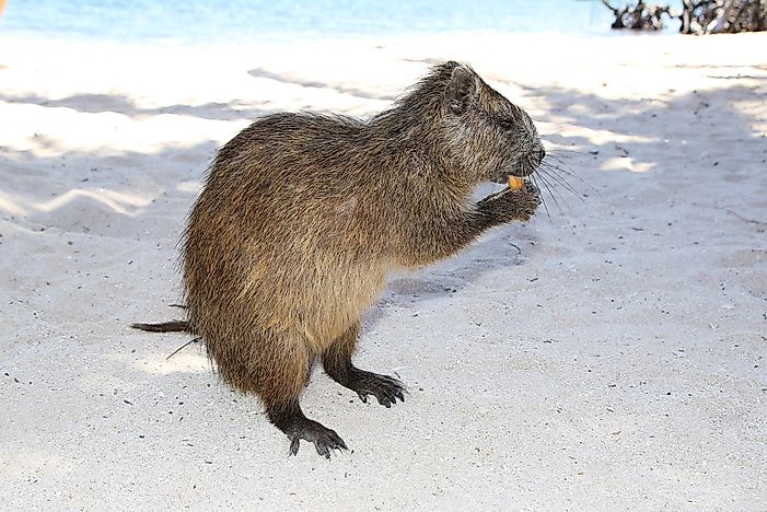 #4 Desmarest's Hutia