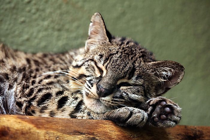 Where Do Geoffroy's Cats Live?