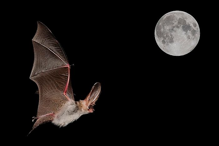 #8 Alpine Long-Eared Bat