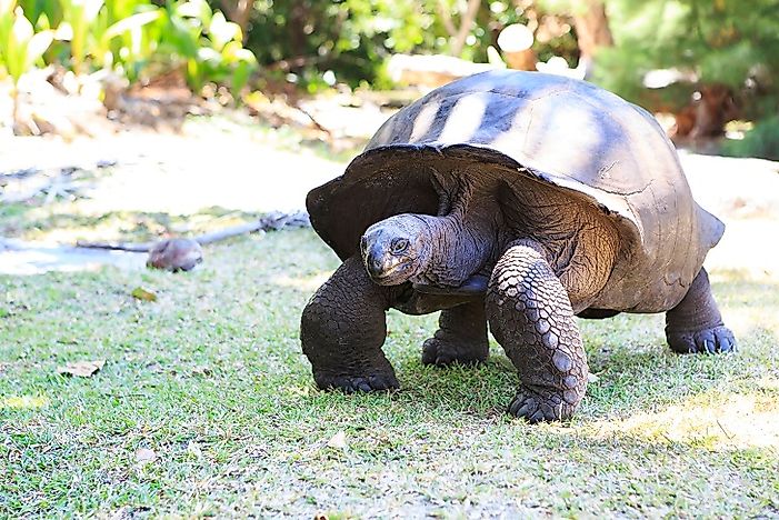 Aldabra Atoll, Seychelles