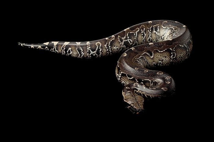 #3 Bornean python / Bornean short-tailed python