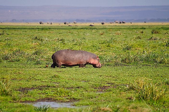 #1 Hippo
