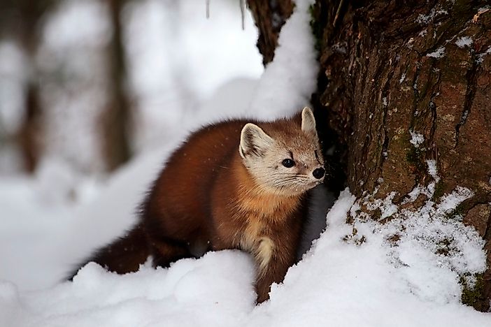 #5 Pine Marten