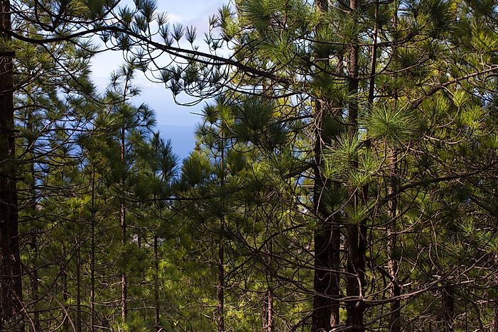 #1 Boreal Forest