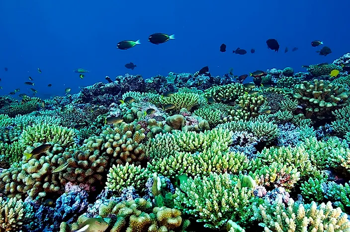 Phoenix Islands Protected Area (PIPA), Kiribati