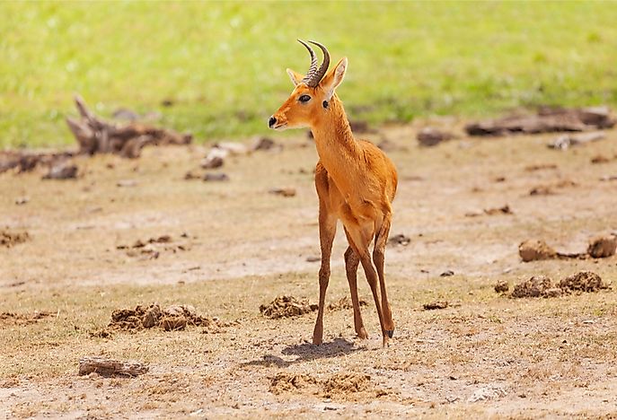 Unique Species of Africa: Oribi