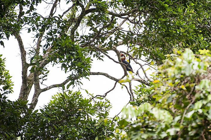The Biodiversity Hotspot Of Wallacea