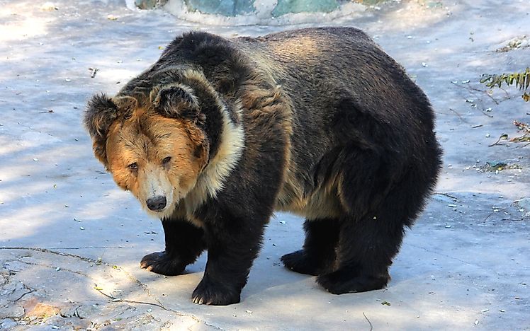 #6 Tibetan Blue Bear
