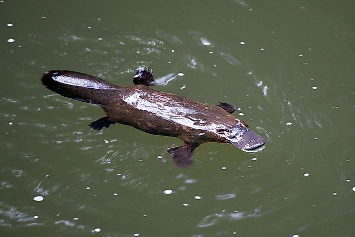 A platypus swimming in the water. A platypus swimming in the water.