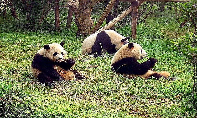 #1 Giant Panda -