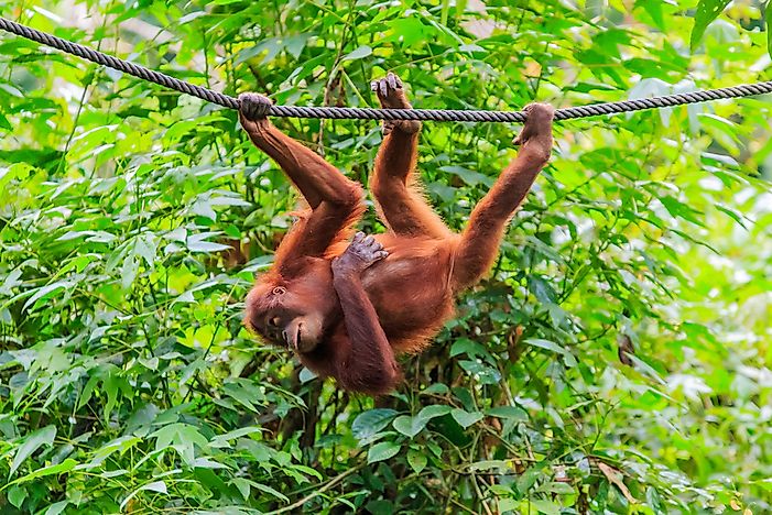 #1 Sumatran Orangutan