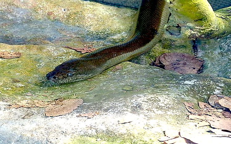 #10 Papuan Python