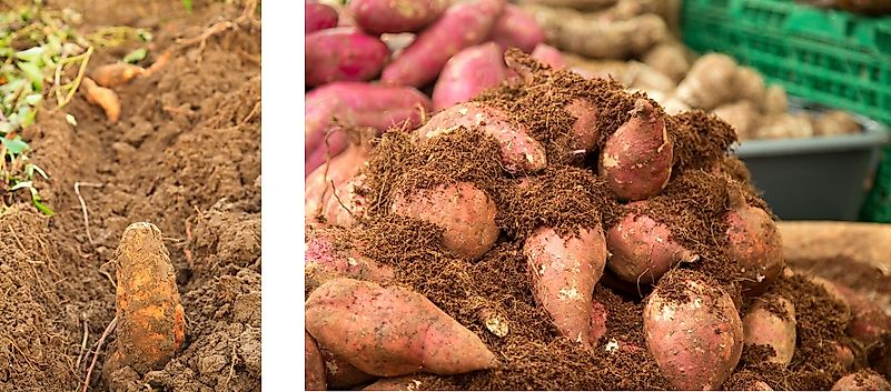 Top Sweet Potato Growing Countries
