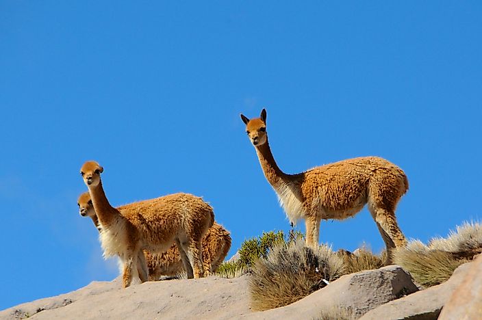 #5 Vicuña -