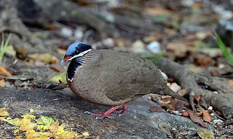 #11 Blue-Headed Quail-Dove -