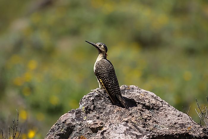 #4 Andean Flicker
