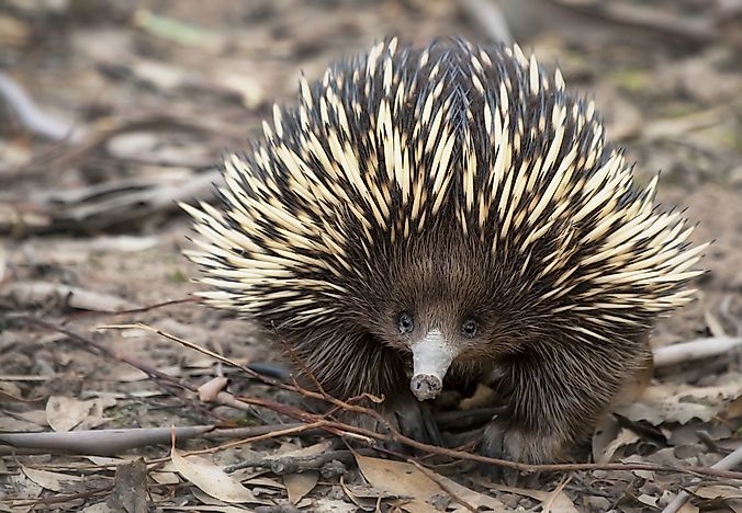 The spikes of the echidna act as their defence system. The spikes of the echidna act as their defence system.