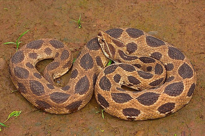#2 Russell's Viper (Daboia russelii)