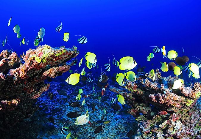 #2 Habitat and Biodiversity