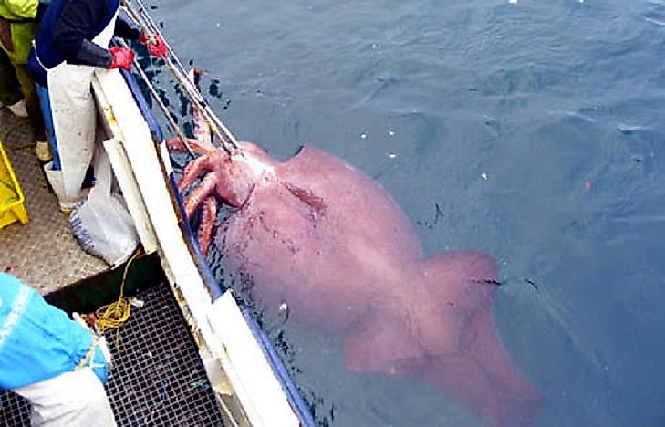 #3 Colossal Squid