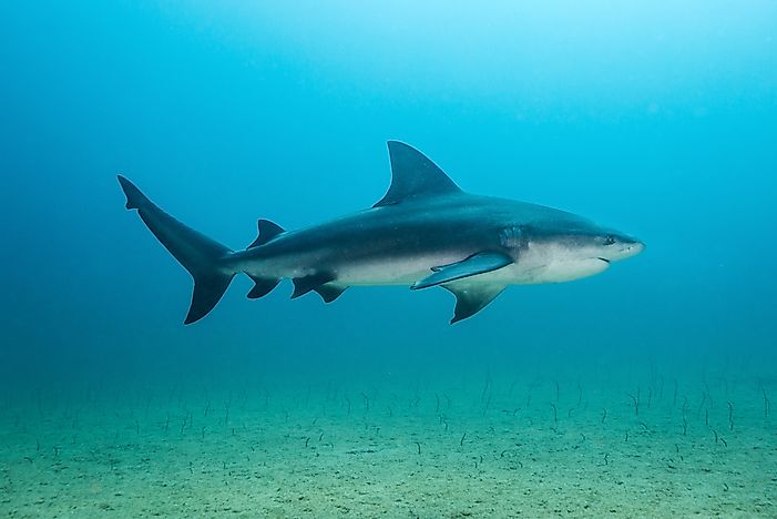 #5 Bull Shark