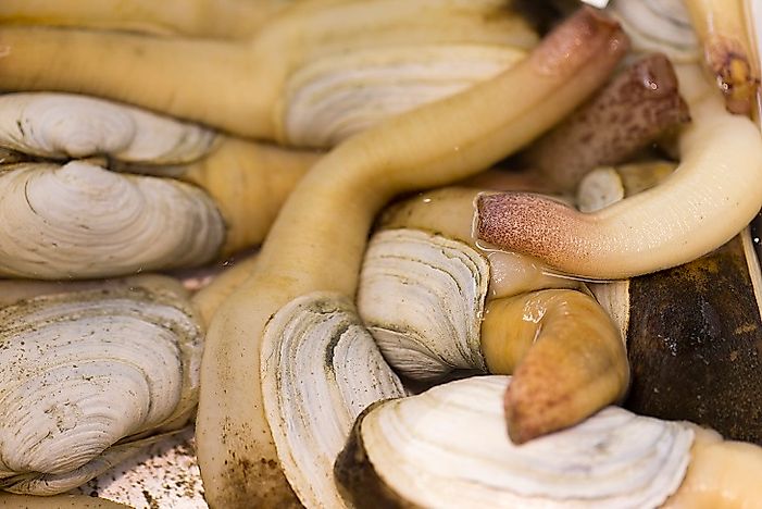 #10 Puget Sound Geoducks