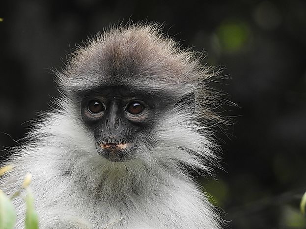 #3 Banded Surili