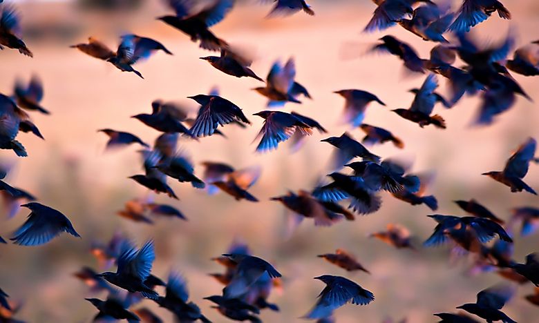 How Many Species of Birds Are There?
