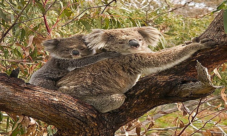 #4 Koala Bear -