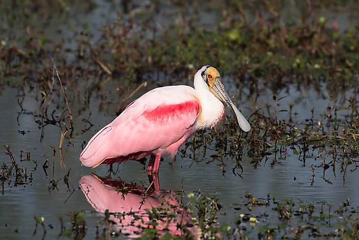 #4 Roseate Spoonbill