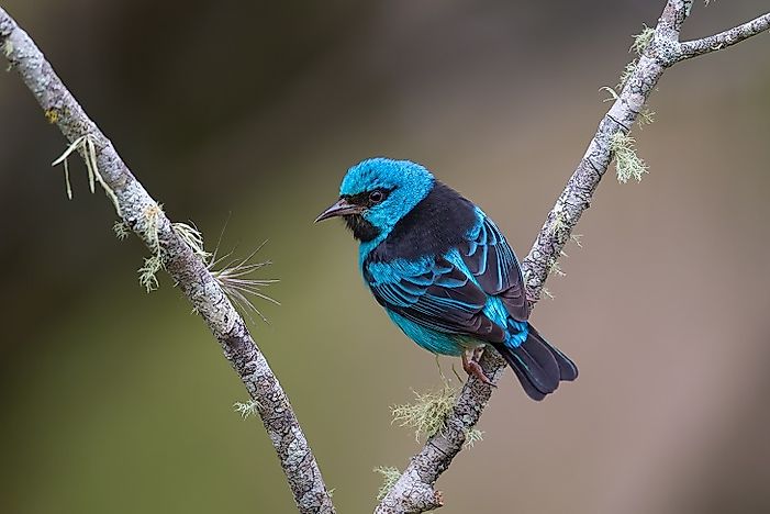 Identifying Costa Rica Birds