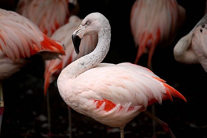 #3 Chilean Flamingo