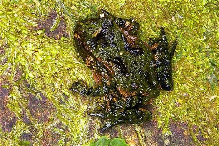 #9 Hochstetter's Frog