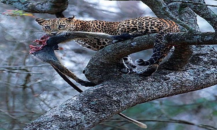 #2 Indian Leopard -