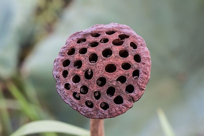 #15 Trypophobia (Fear of Clusters of Small Holes)
