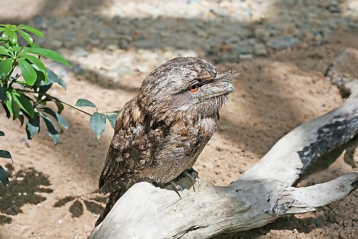 The contrasting coloration of the Papuan Frogmouth allows it to hide in plain sight.