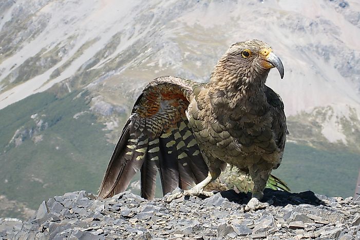 #2 Kea