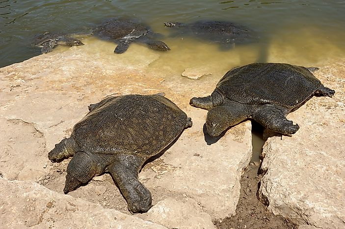 #10 Soft Shell Turtles