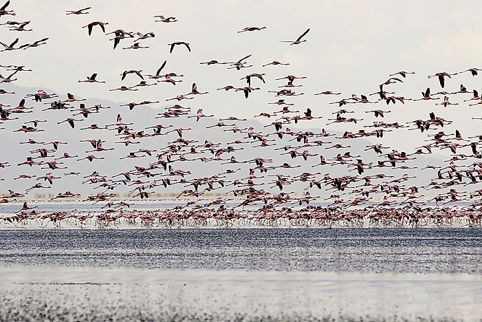 The Poisonous Lake of Tanzania