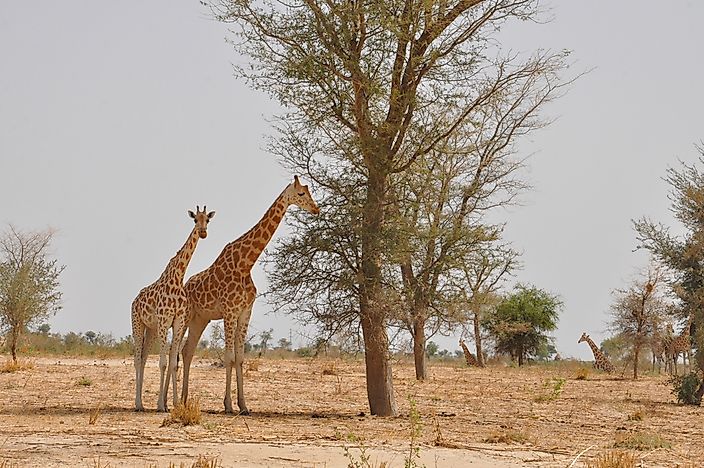#6 West African Giraffe (G. c. peralta)