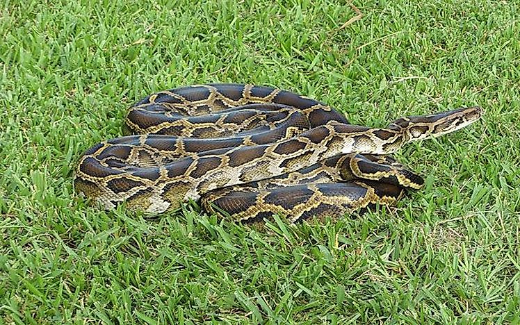 #2 Burmese Python