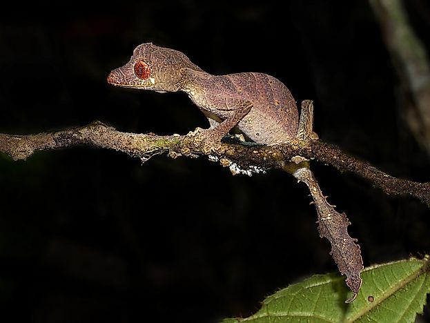 #8 Satanic Leaf-Tailed Gecko