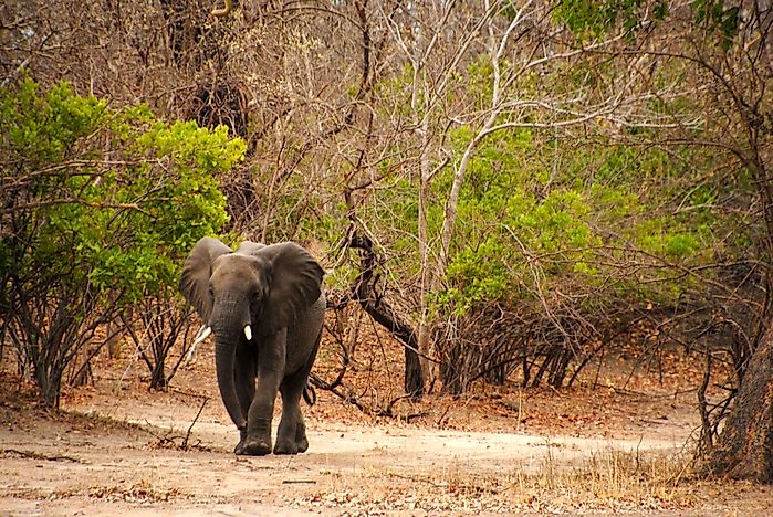 #4 Liwonde National Park