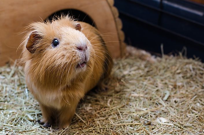 Where Do Guinea Pigs Live In The Wild?